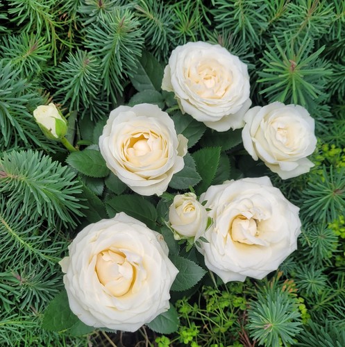 Rosa white dolc - dolc'amore, rose