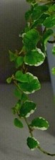 Ficus pumila white - pumila, sunny'