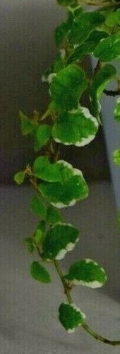 Ficus pumila white sunny - ficus,