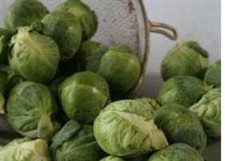 12  X  Brussels Sprout    MINI