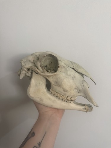 Nature found sheep skull - sheep,