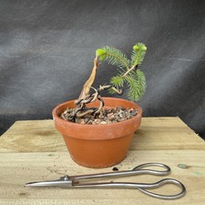 Evergreen Shohin Yamadori