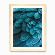 Blue Macaw Feathers Art Print