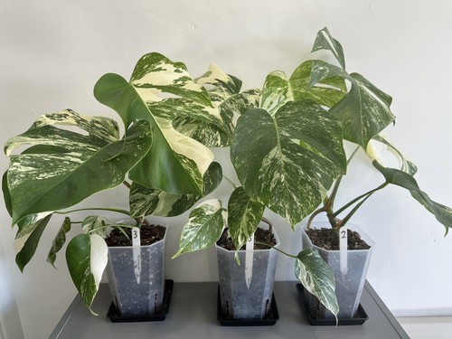 Monstera deliciosa albo - monstera,