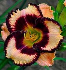 Hemerocallis exotic - hemerocallis,