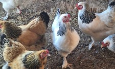 Brahma chicken hatching - brahma,