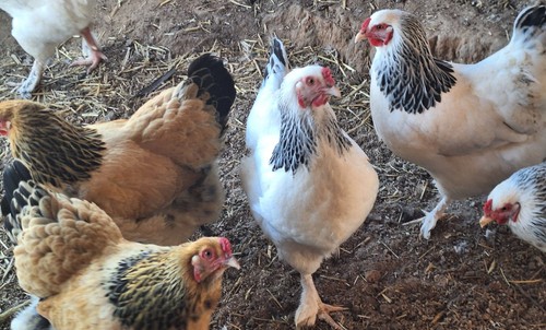 Brahma chicken hatching - brahma,