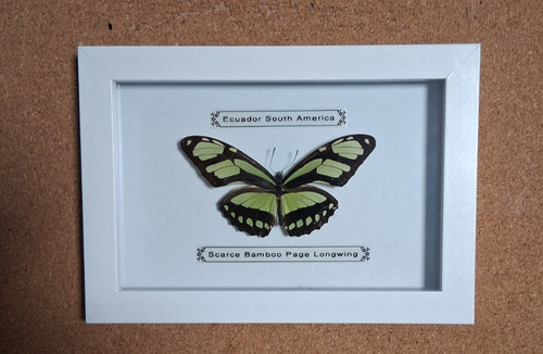 Taxidermy real framed scarce - framed,