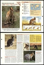 Red-Necked Wallaby #150 Mammals Wildlife Fact File Fold-Out Card
