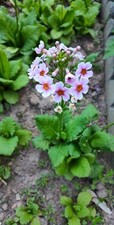 Primrose  Candelabra Primula