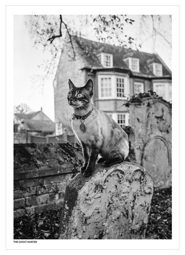 Wild cat mystery creative - wild,
