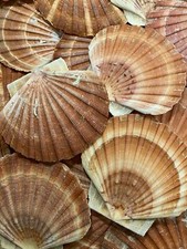 36 Scottish Scallop Shells