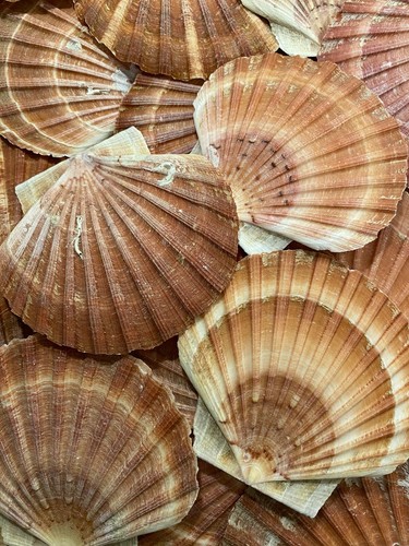 Scottish scallop shells - 24,