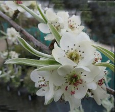 5ft inc. pot DWARF Ornamental Weeping Pear Pyrus salicifolia Pendula