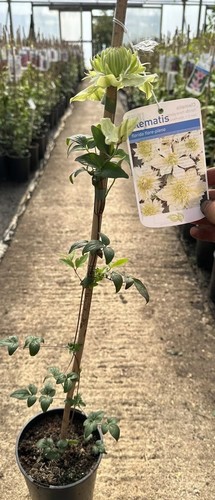 Clematis florida var - clematis,