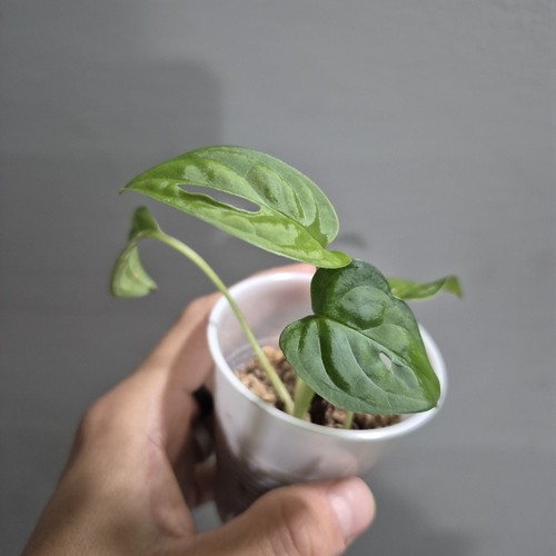 Monstera adansonii - monstera,