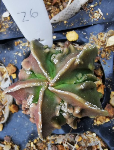 Astrophytum myriostigma