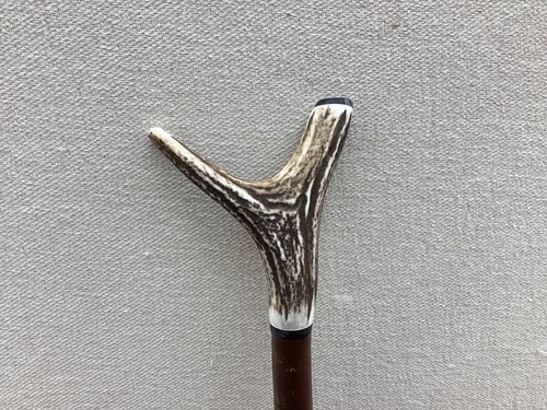 Red deer antler walking - deer,
