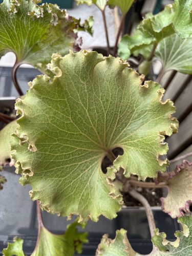 Farfugium japonicum wavy gravy - wavy,