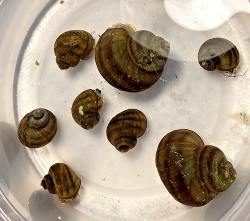 Mystery snails asian ringed - snails,