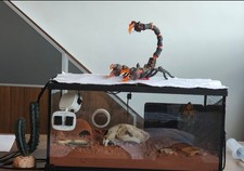 PawHut Glass Reptile Terrarium Insect Breeding Tank Vivarium scorpion tarantula