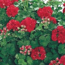 Ivy Leaf Trailing Geranium