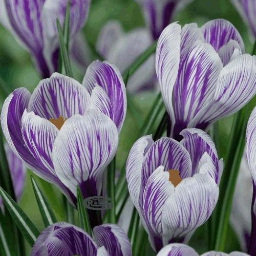 Striped blue purple - striped, crocus
