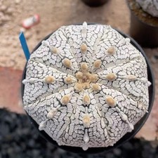 Rare Plant SucculentLive