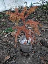 Japanese Red Cedar /