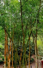 Giant Bamboo - Bambusa