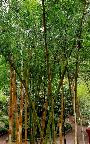Giant bamboo bambusa - giant,