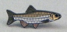 Chub pin badge. Angling