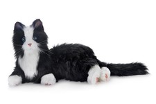 Companion pet animatronic cat - companion,