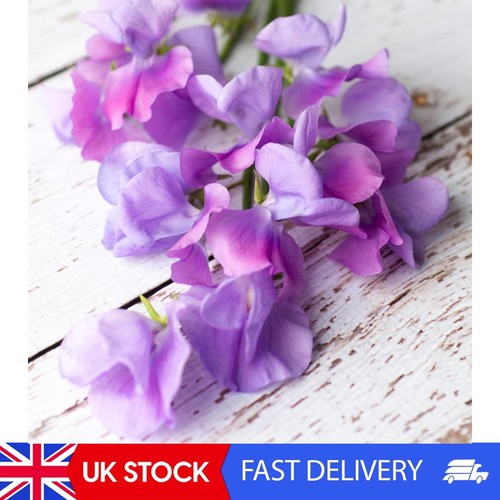 Summer bedding plants noel - bedding,