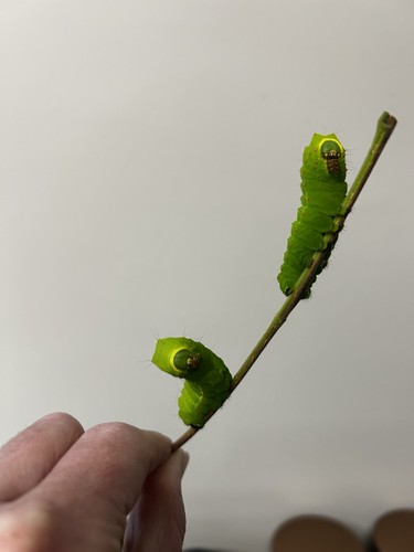 Luna moth eggs - luna,