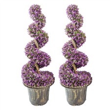 90cm Pair of Purple Large Leaf