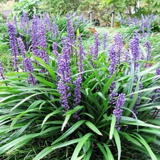 Liriope Muscari Big Blue Grass