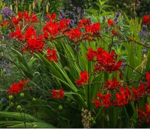 Crocosmia lucifer bulbs - crocosmia,