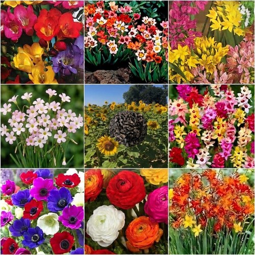 Flowers bulbs seeds - bulbs,seeds, mixed