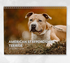 American Staffordshire Bull