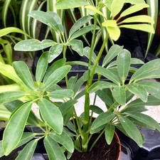 Dwarf Umbrella Tree