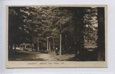 (KLj7189) OXSHOTT, Surrey, Among The Pines,  1910