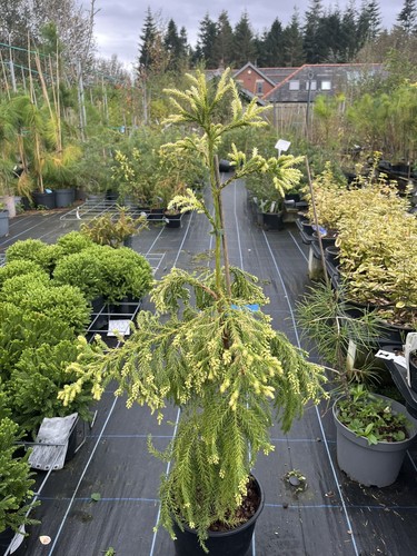 Japanese red cedar - japanese,