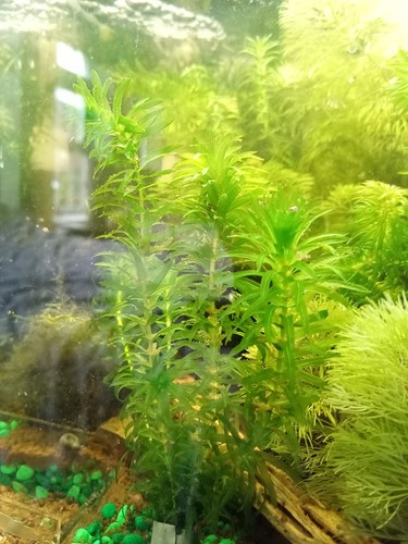Elodea densa oxygenating - x,