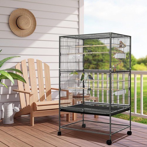 Large parrot bird - parrot,