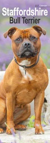 Staffordshire bull terrier - staffordshire,