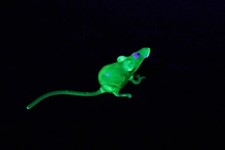 Uranium Glass Rat Uranium