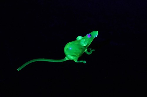 Uranium glass rat - glass,