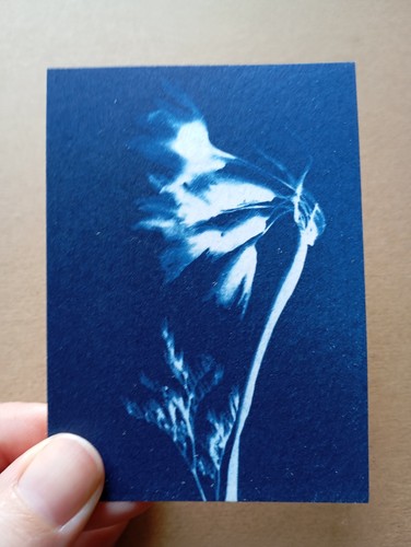 Aceo original cyanotype - original, print