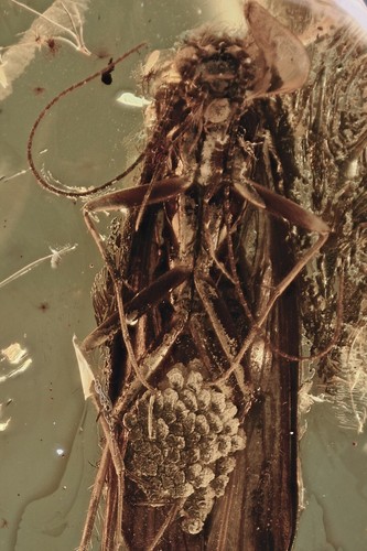 Huge caddisfly trichoptera - caddisfly,